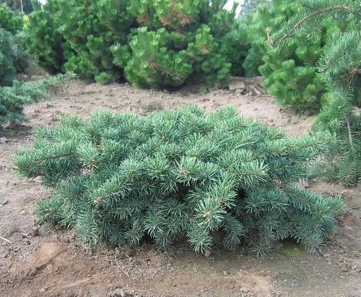 Pinus Banksiana - View 32 from www redcrocus com