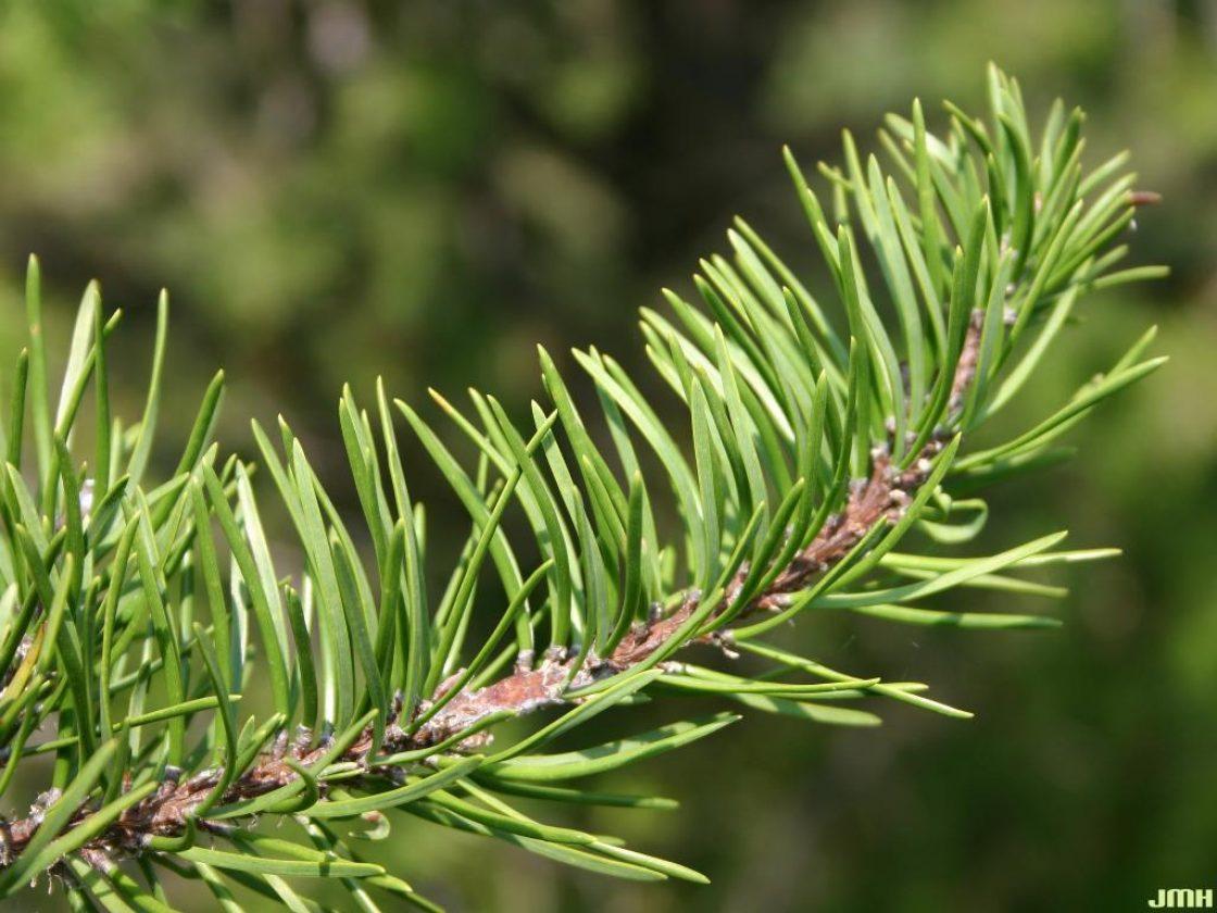 Pinus Banksiana - View 33 from www redcrocus com