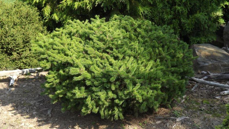 Pinus Banksiana - View 3 from www redcrocus com