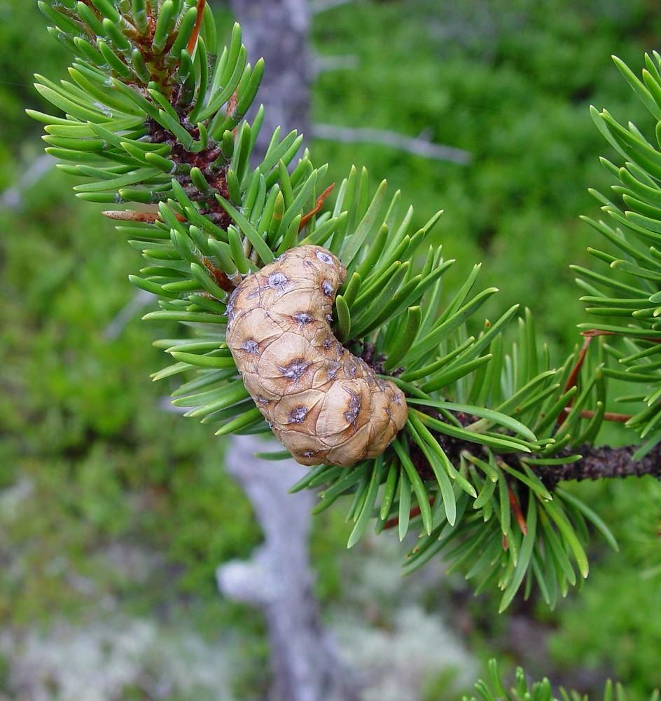 Pinus Banksiana - View 4 from www redcrocus com