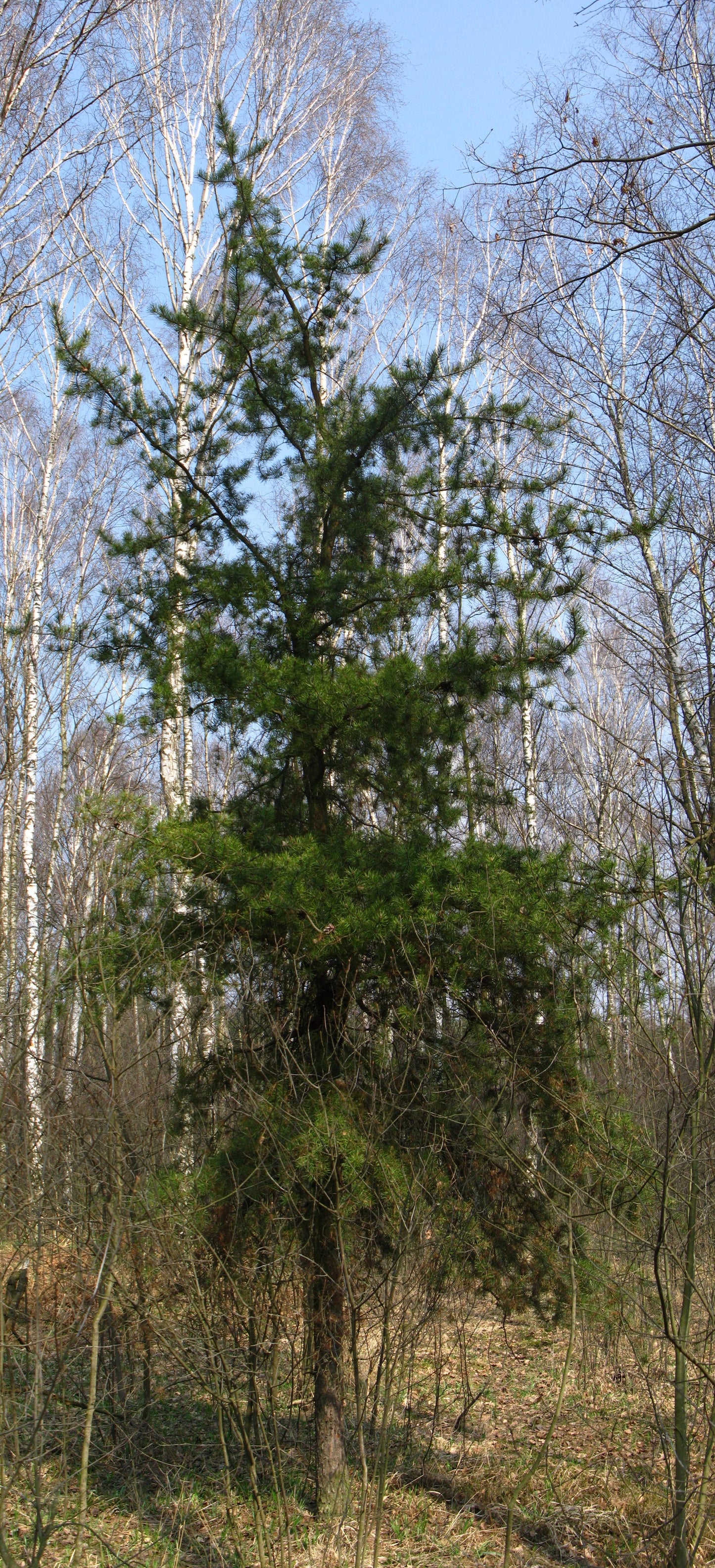 Pinus Banksiana - View 5 from www redcrocus com