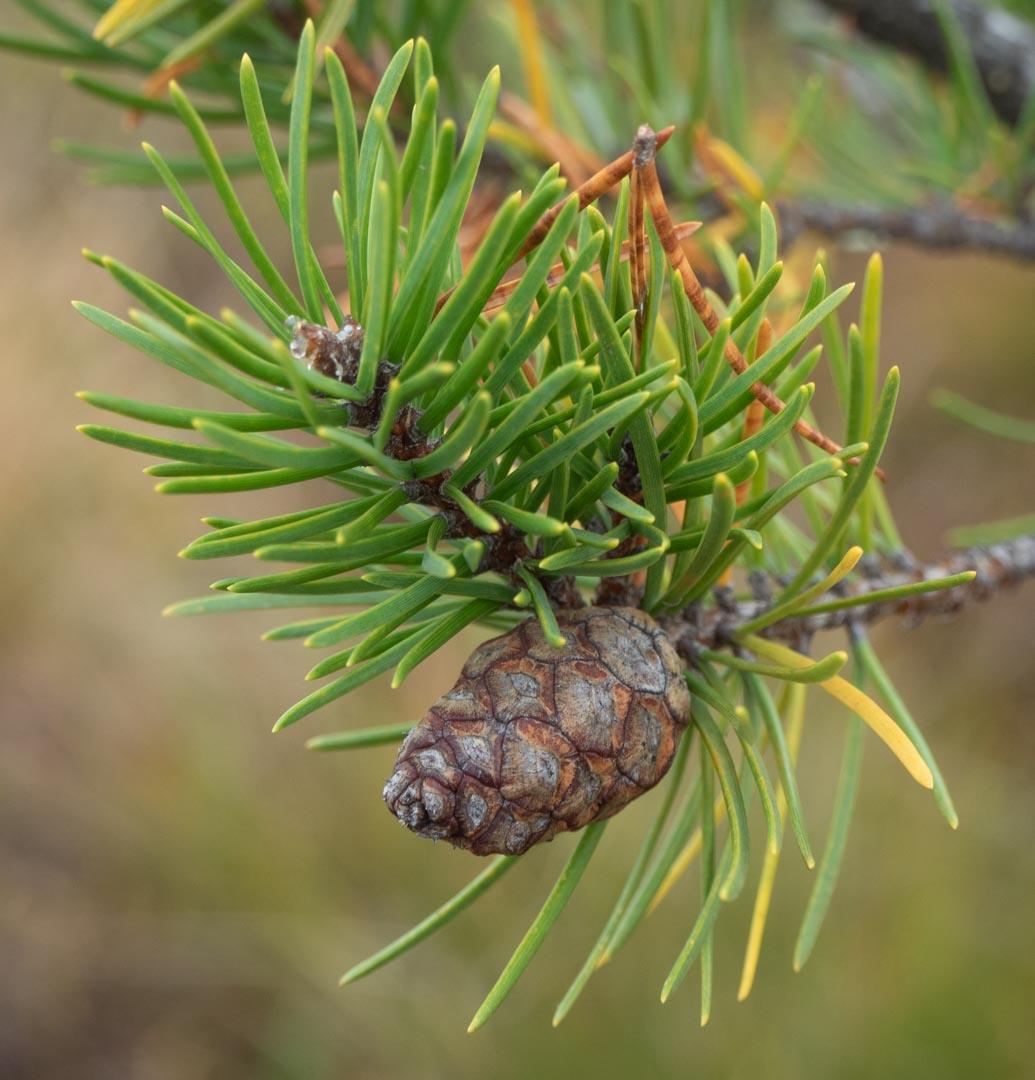Pinus Banksiana - View 6 from www redcrocus com