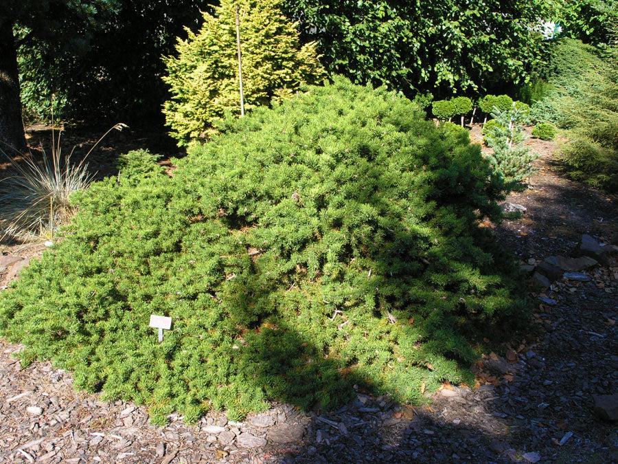 Pinus Banksiana - View 7 from www redcrocus com