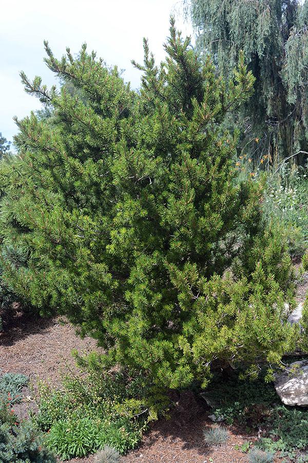 Pinus Banksiana - View 9 from www redcrocus com