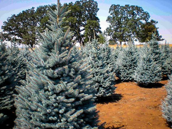 Picea Pungens 'bakeri' - View 10 from www redcrocus com