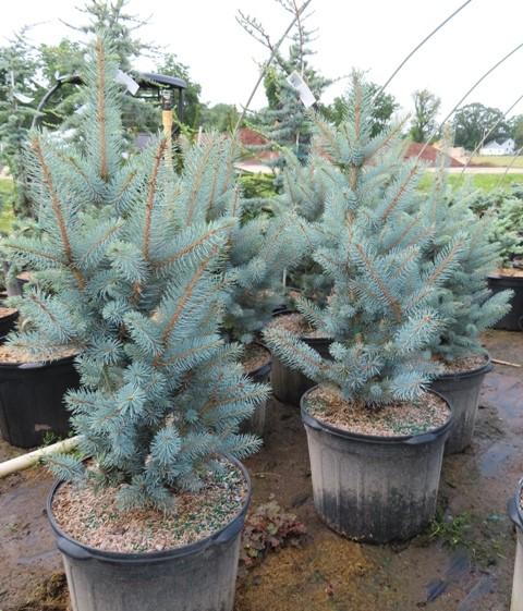 Picea Pungens 'bakeri' - View 16 from www redcrocus com