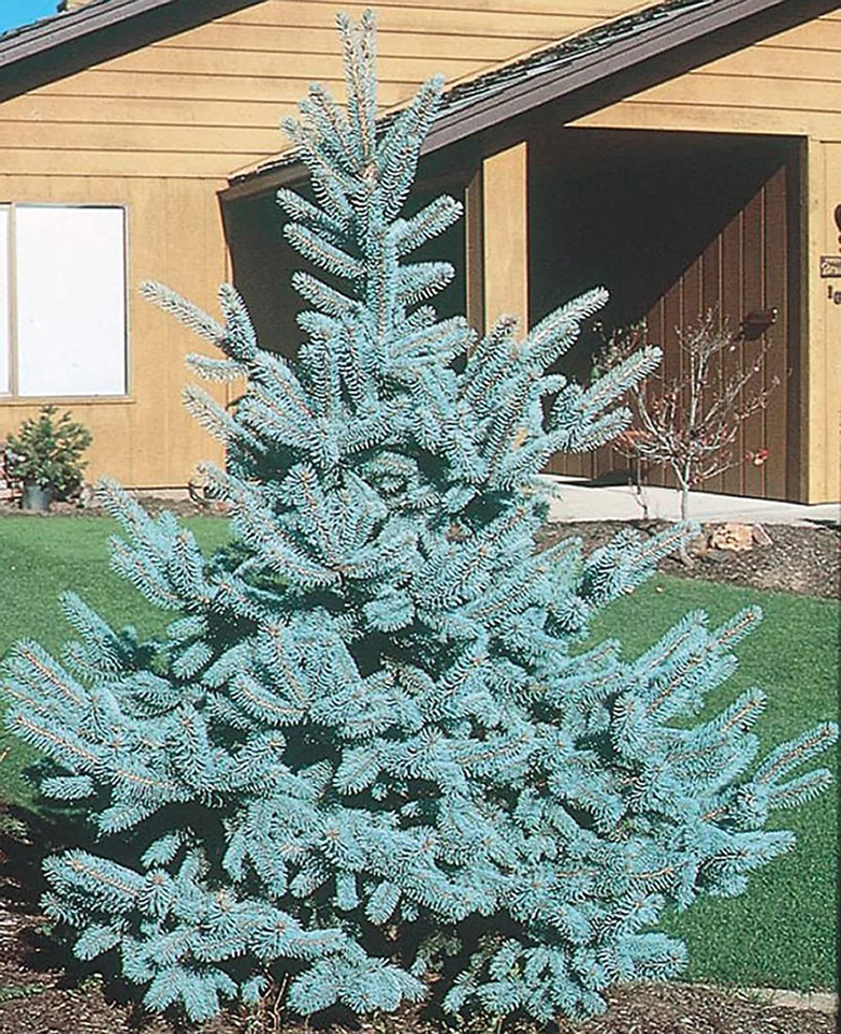 Picea Pungens 'bakeri' - View 20 from www redcrocus com