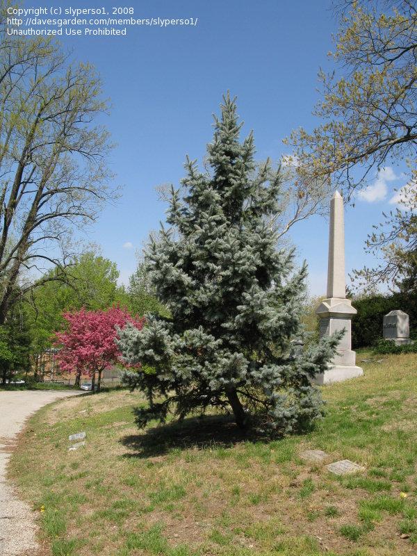 Picea Pungens 'bakeri' - View 23 from www redcrocus com