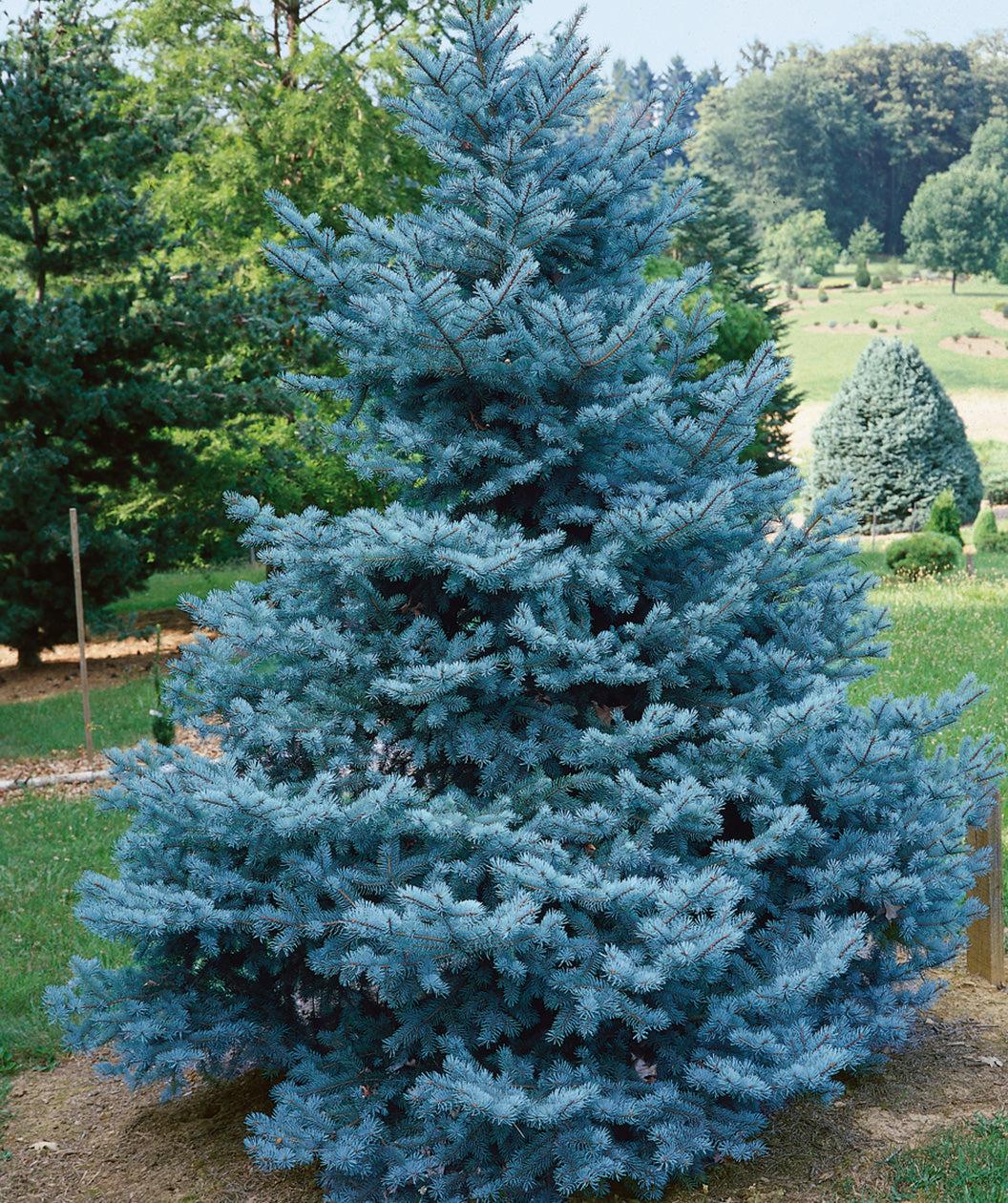 Picea Pungens 'bakeri' - View 28 from www redcrocus com
