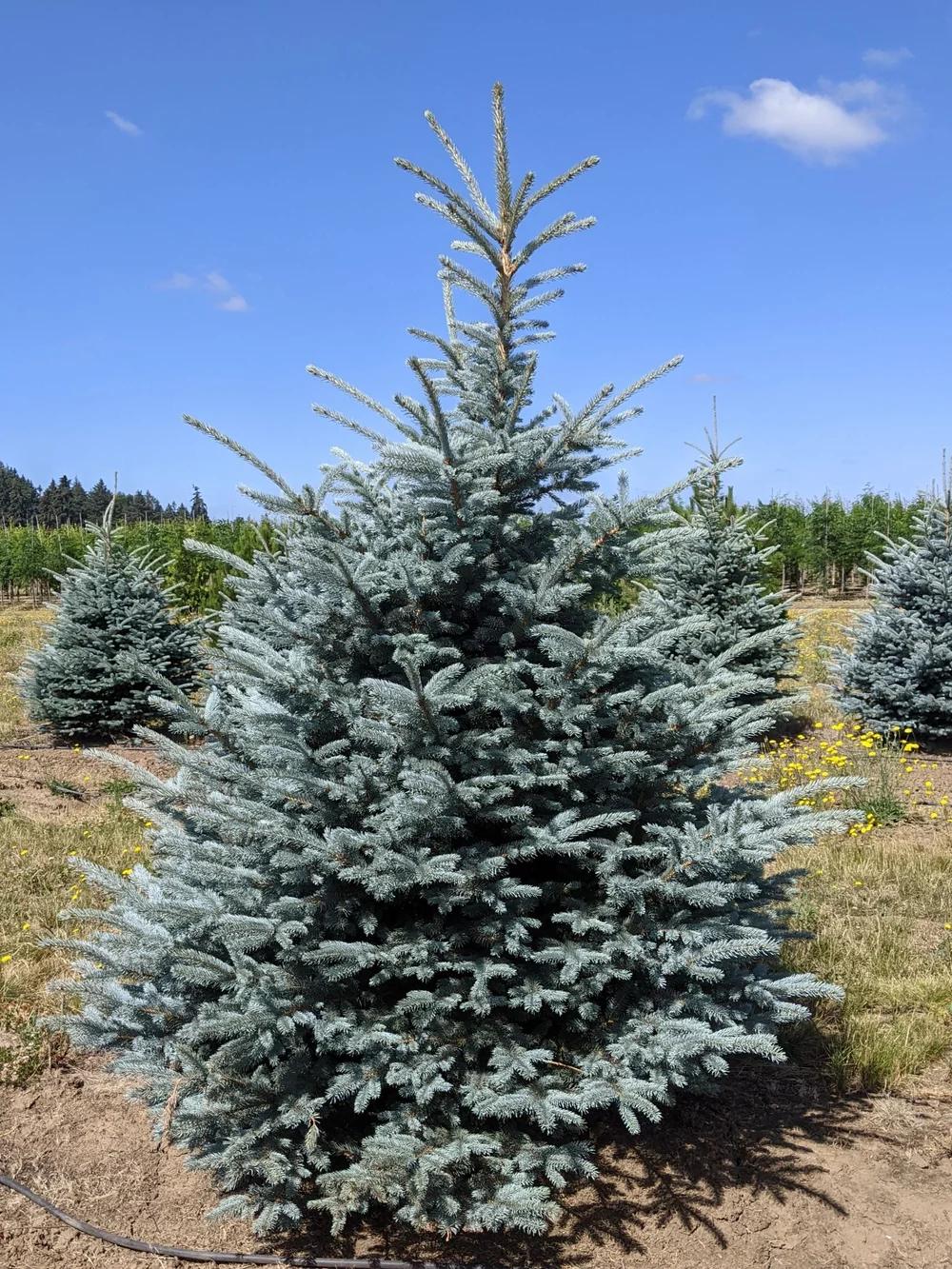 Picea Pungens 'bakeri' - View 30 from www redcrocus com