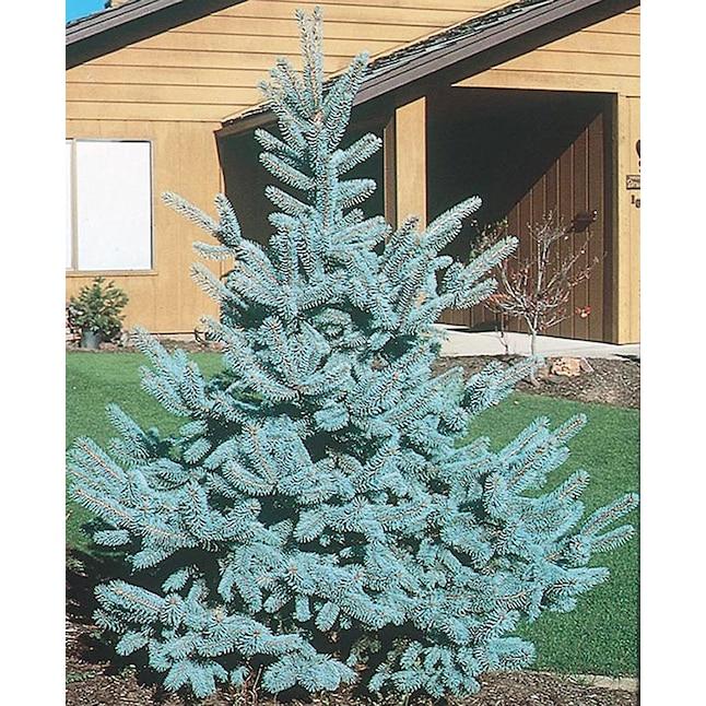 Picea Pungens 'bakeri' - View 36 from www redcrocus com