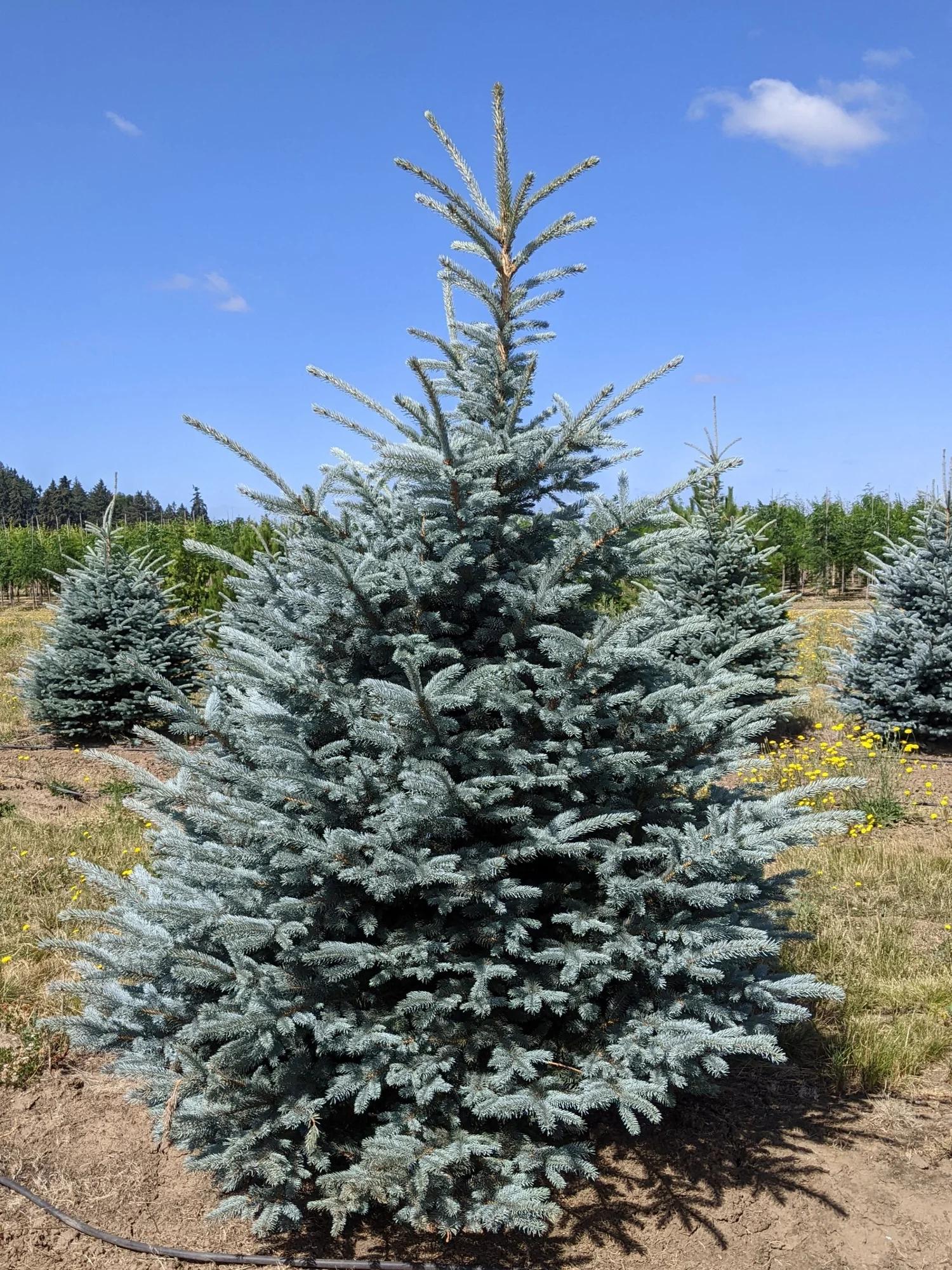 Picea Pungens 'bakeri' - View 38 from www redcrocus com