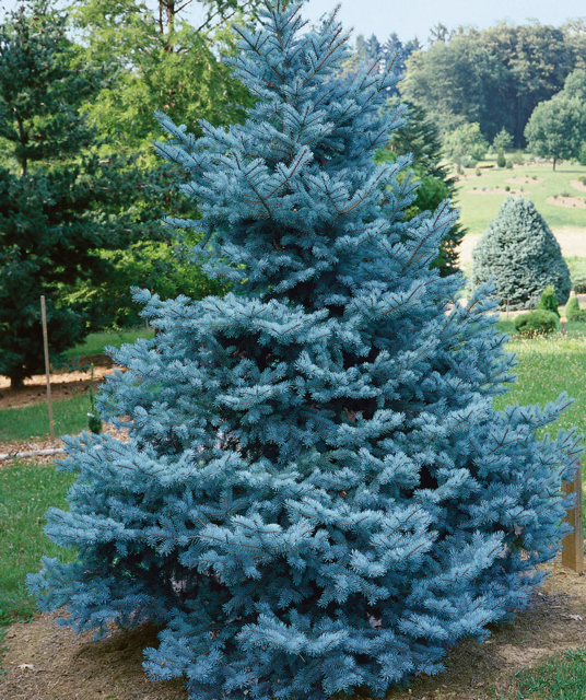Picea Pungens 'bakeri' - View 6 from www redcrocus com