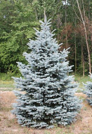 Picea Pungens 'glauca Baby Blue' - View 11 from www redcrocus com