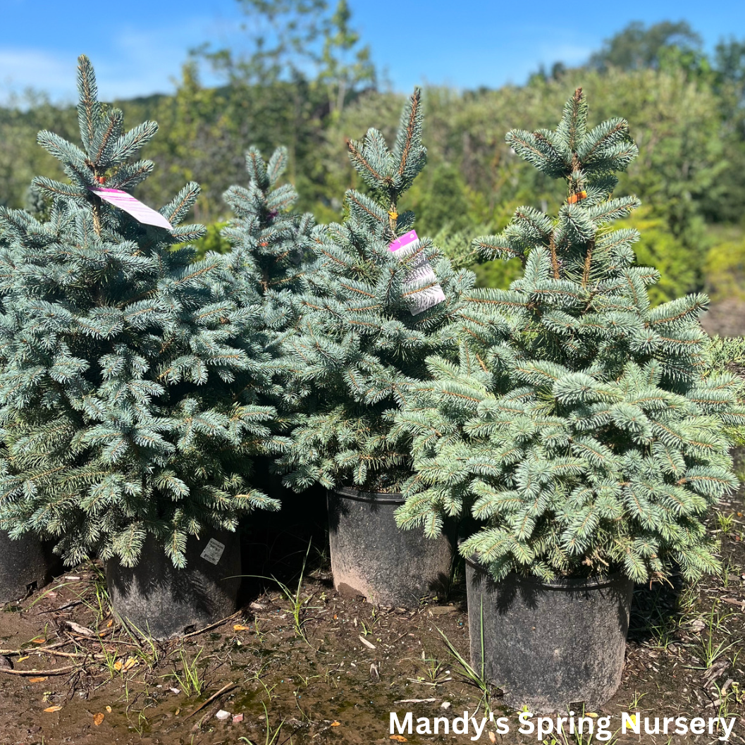 Picea Pungens 'glauca Baby Blue' - View 12 from www redcrocus com