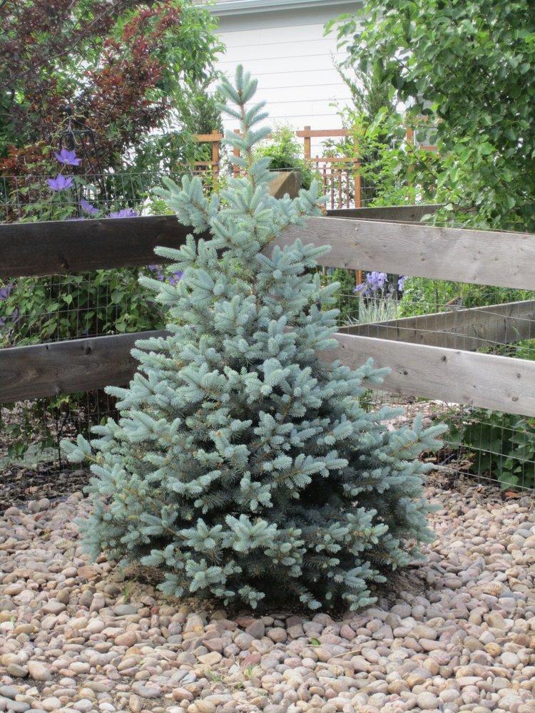 Picea Pungens 'glauca Baby Blue' - View 13 from www redcrocus com