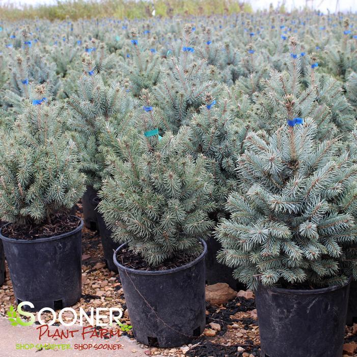 Picea Pungens 'glauca Baby Blue' - View 16 from www redcrocus com