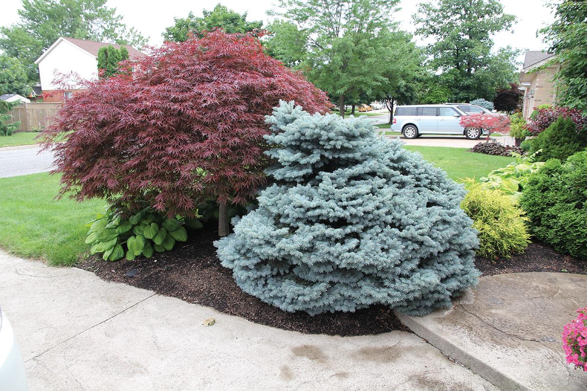 Picea Pungens 'glauca Baby Blue' - View 17 from www redcrocus com