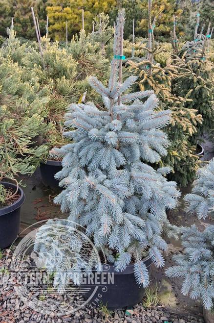 Picea Pungens 'glauca Baby Blue' - View 18 from www redcrocus com