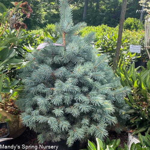 Picea Pungens 'glauca Baby Blue' - View 19 from www redcrocus com