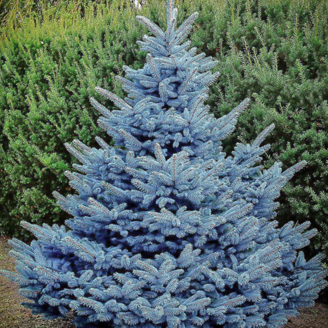 Picea Pungens 'glauca Baby Blue' - View 22 from www redcrocus com