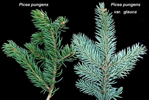 Picea Pungens 'glauca Baby Blue' - View 24 from www redcrocus com