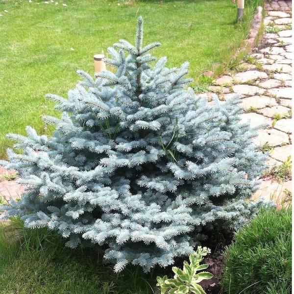 Picea Pungens 'glauca Baby Blue' - View 25 from www redcrocus com