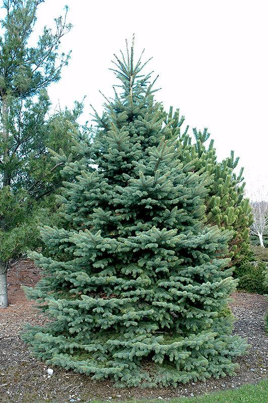 Picea Pungens 'glauca Baby Blue' - View 26 from www redcrocus com