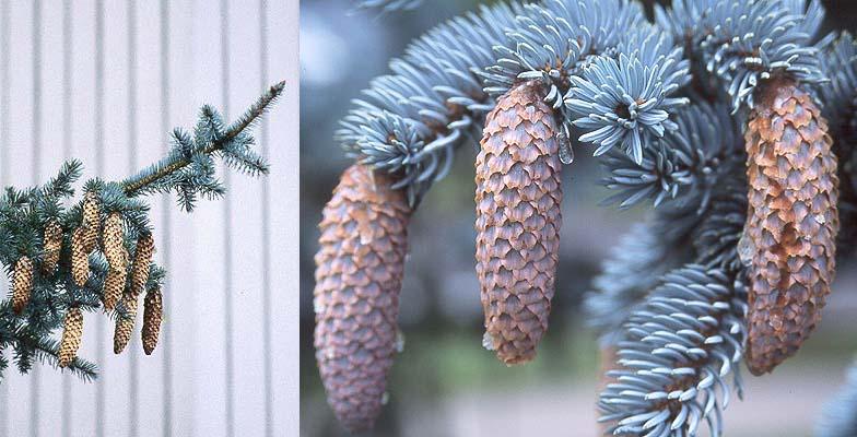 Picea Pungens 'glauca Baby Blue' - View 27 from www redcrocus com