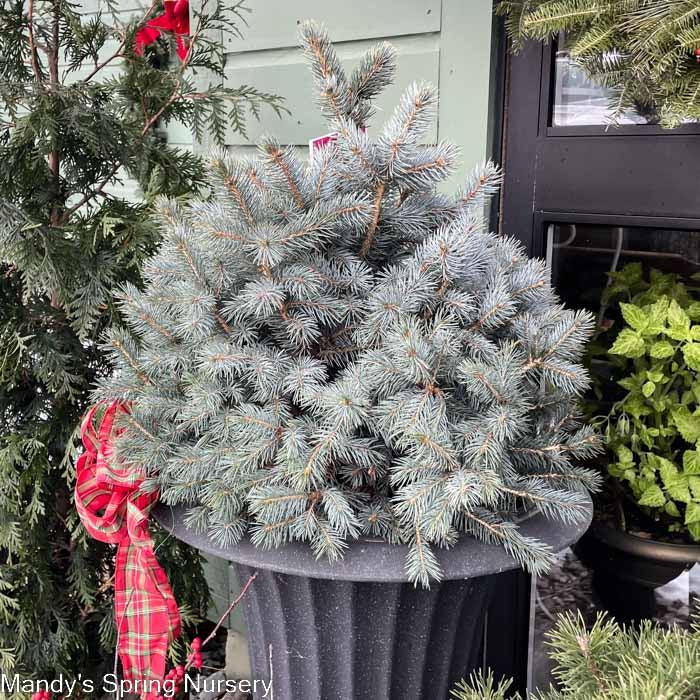 Picea Pungens 'glauca Baby Blue' - View 29 from www redcrocus com
