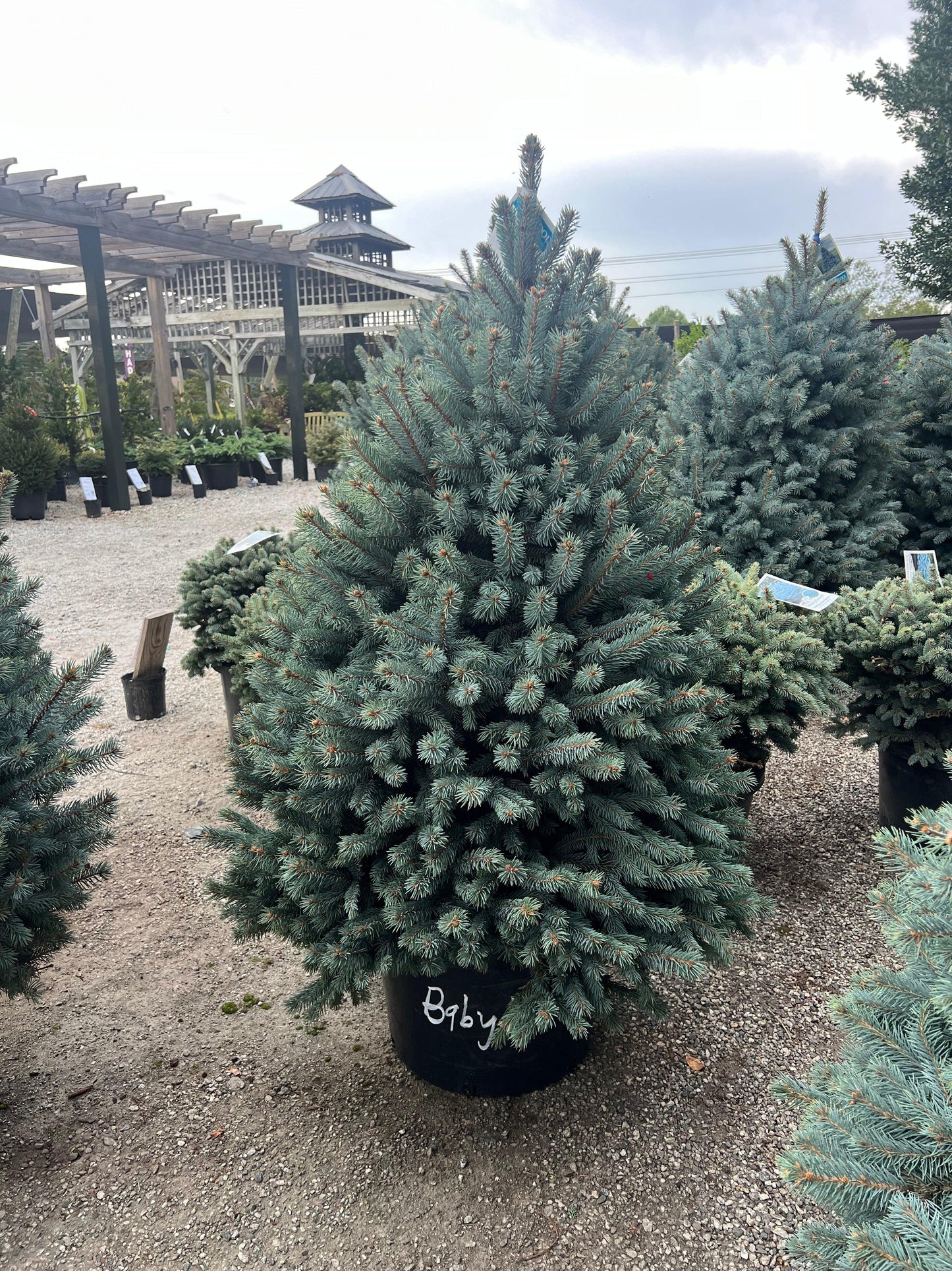 Picea Pungens 'glauca Baby Blue' - View 31 from www redcrocus com