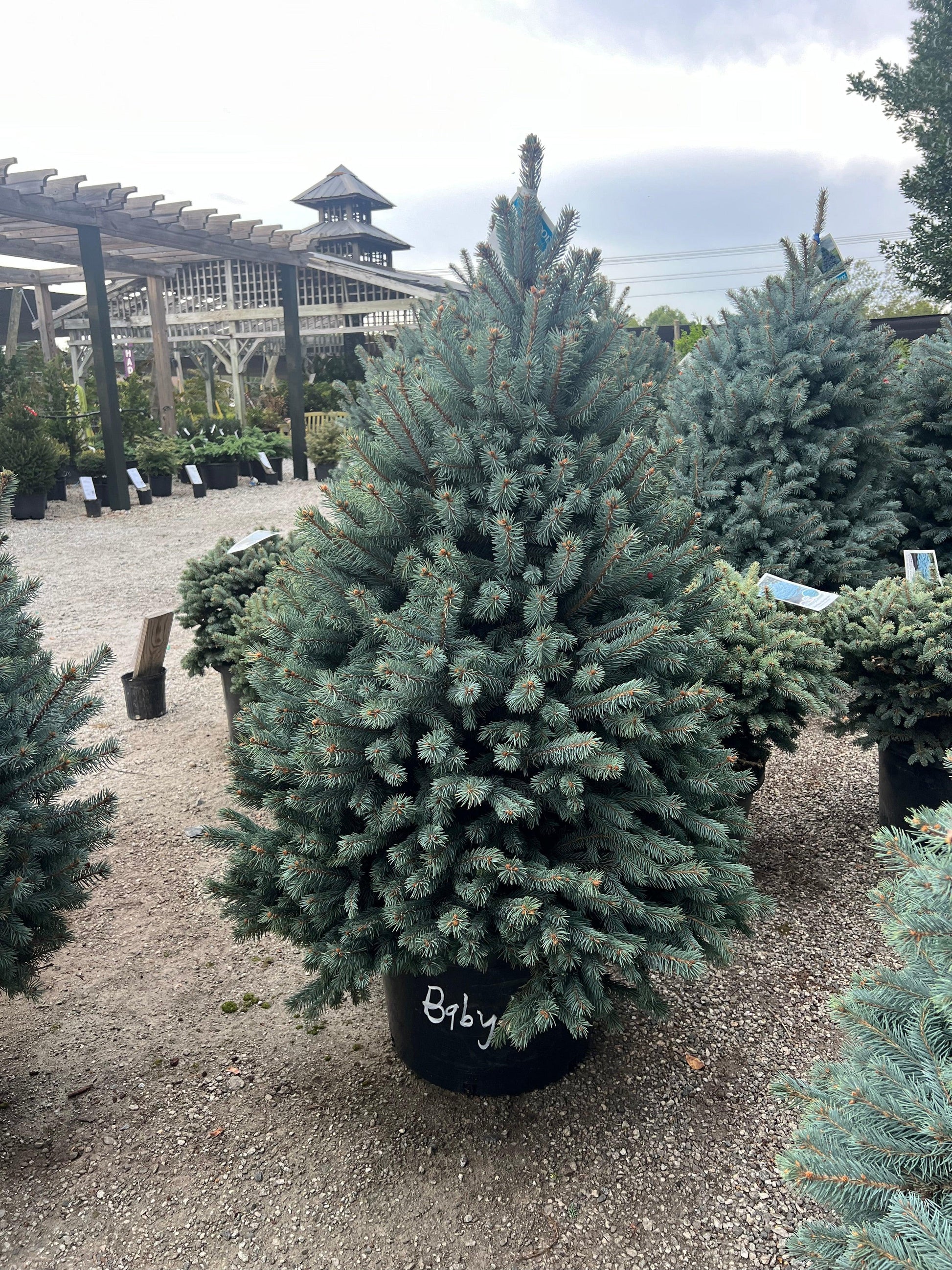 Picea Pungens 'glauca Baby Blue' - View 31 from www redcrocus com