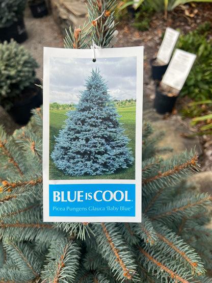 Picea Pungens 'glauca Baby Blue' - View 33 from www redcrocus com