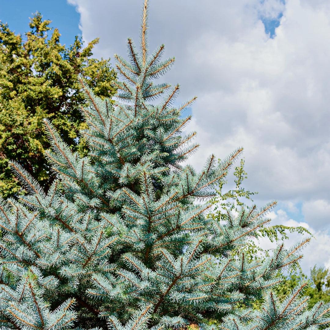 Picea Pungens 'glauca Baby Blue' - View 35 from www redcrocus com