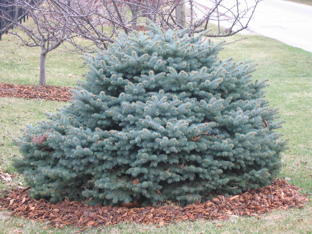 Picea Pungens 'glauca Baby Blue' - View 37 from www redcrocus com