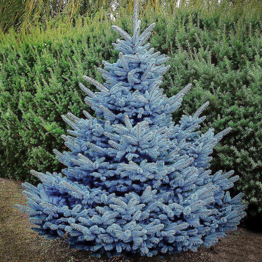 Picea Pungens 'glauca Baby Blue' - View 4 from www redcrocus com