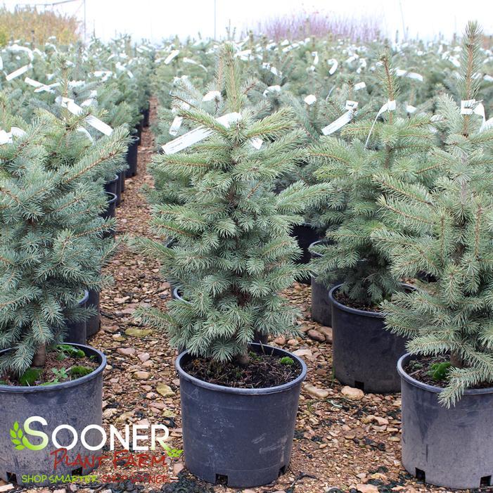 Picea Pungens 'glauca Baby Blue' - View 5 from www redcrocus com