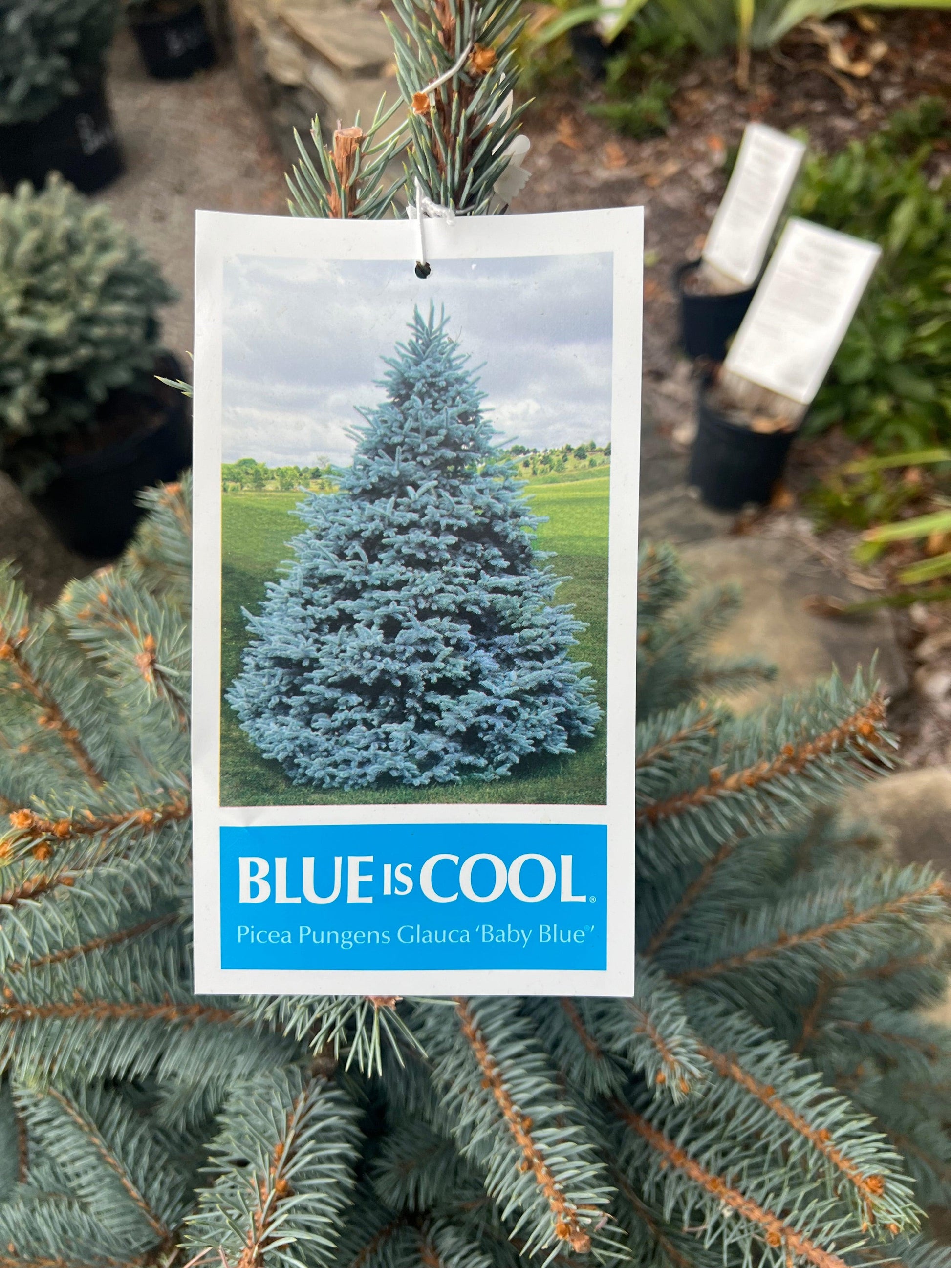 Picea Pungens 'glauca Baby Blue' - View 6 from www redcrocus com