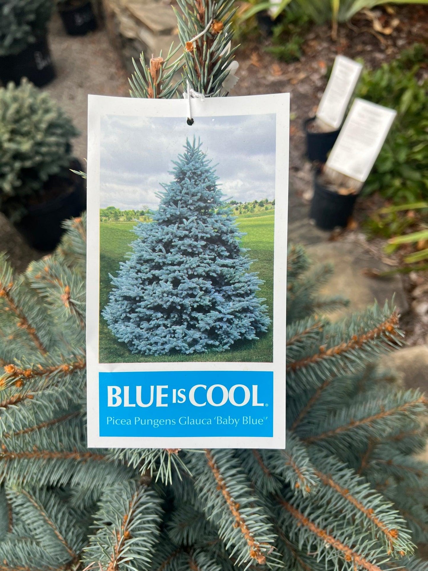 Picea Pungens 'glauca Baby Blue' - View 7 from www redcrocus com
