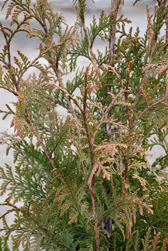 Thuja Plicata 'northern Spire' - View 28 from www redcrocus com