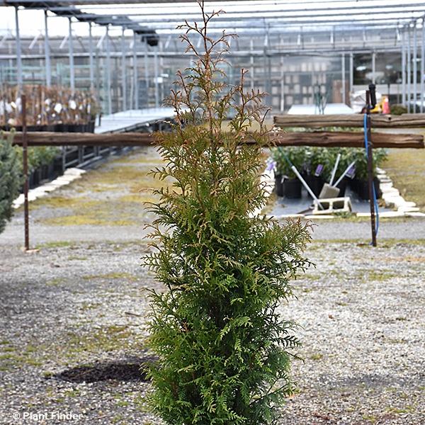 Thuja Plicata 'northern Spire' - View 40 from www redcrocus com