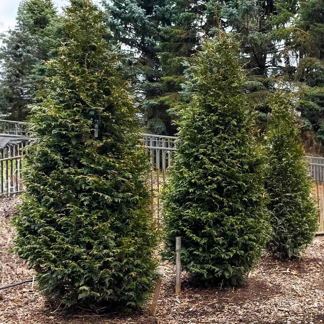 Thuja Plicata 'northern Spire' - View 4 from www redcrocus com