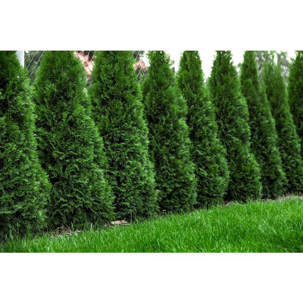 Thuja Plicata 'northern Spire' - View 5 from www redcrocus com