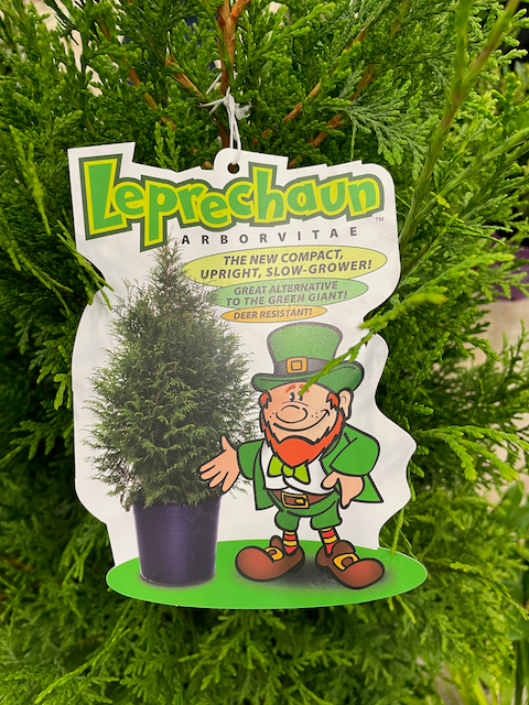 Thuja Plicata 'leprechaun' - View 12 from www redcrocus com