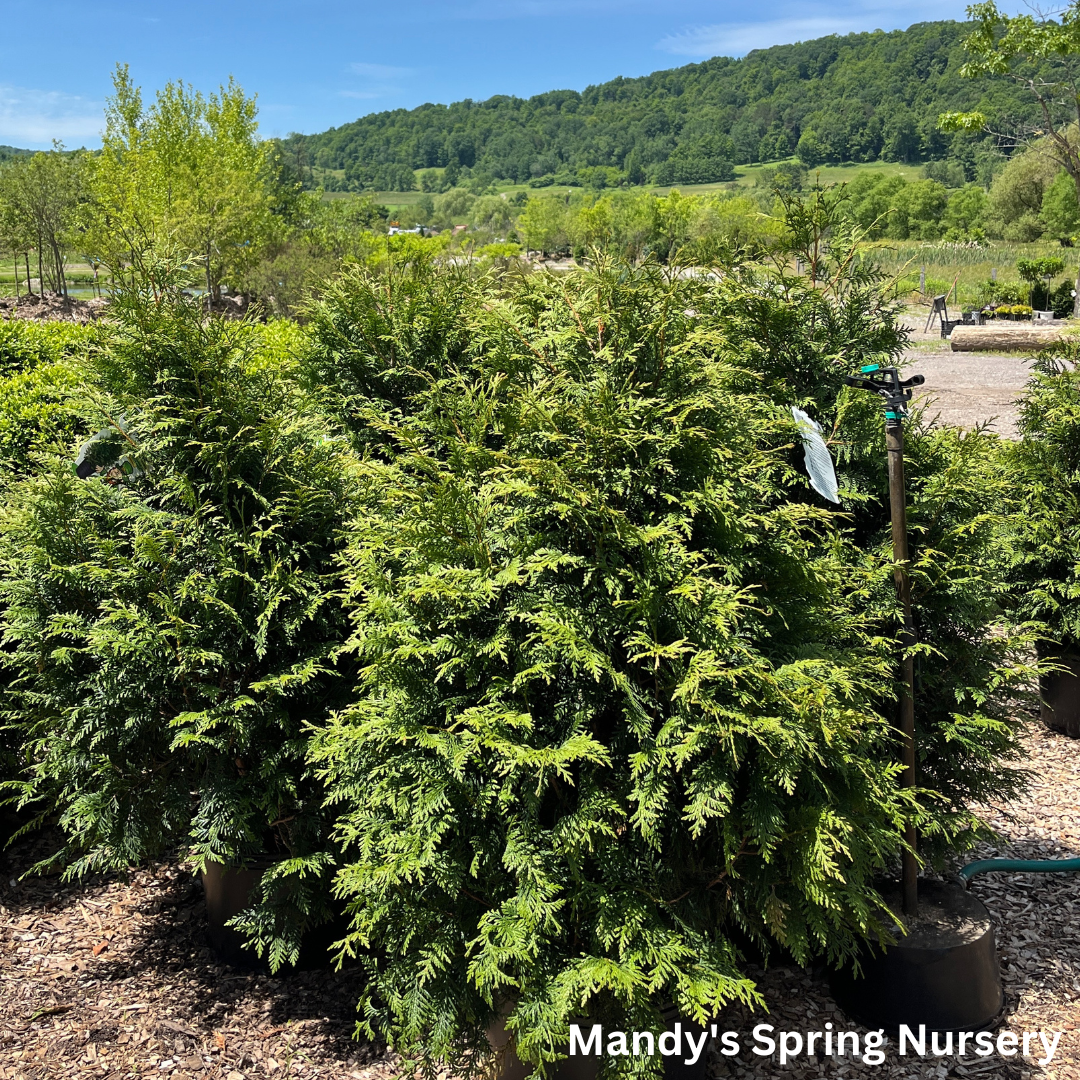 Thuja Plicata 'leprechaun' - View 13 from www redcrocus com