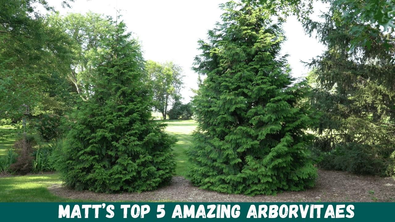 Thuja Plicata 'leprechaun' - View 21 from www redcrocus com