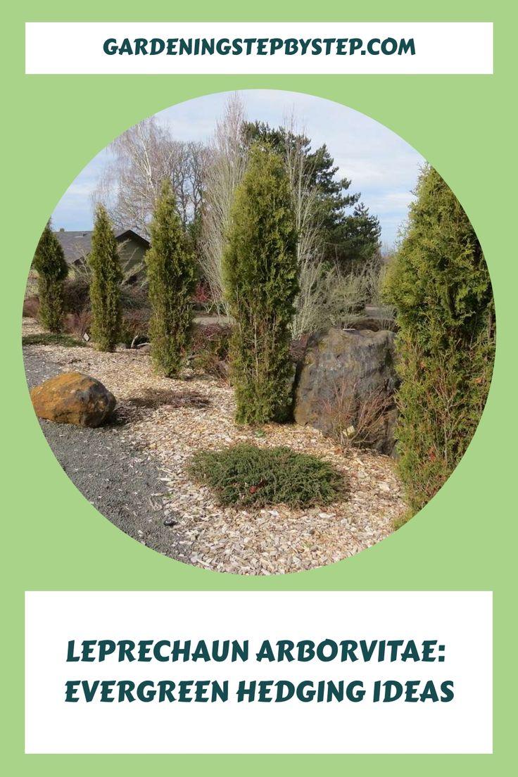 Thuja Plicata 'leprechaun' - View 22 from www redcrocus com