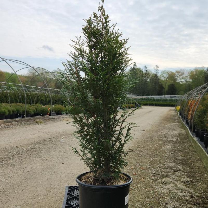 Thuja Plicata 'leprechaun' - View 23 from www redcrocus com