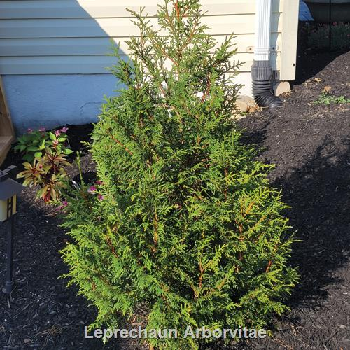 Thuja Plicata 'leprechaun' - View 4 from www redcrocus com