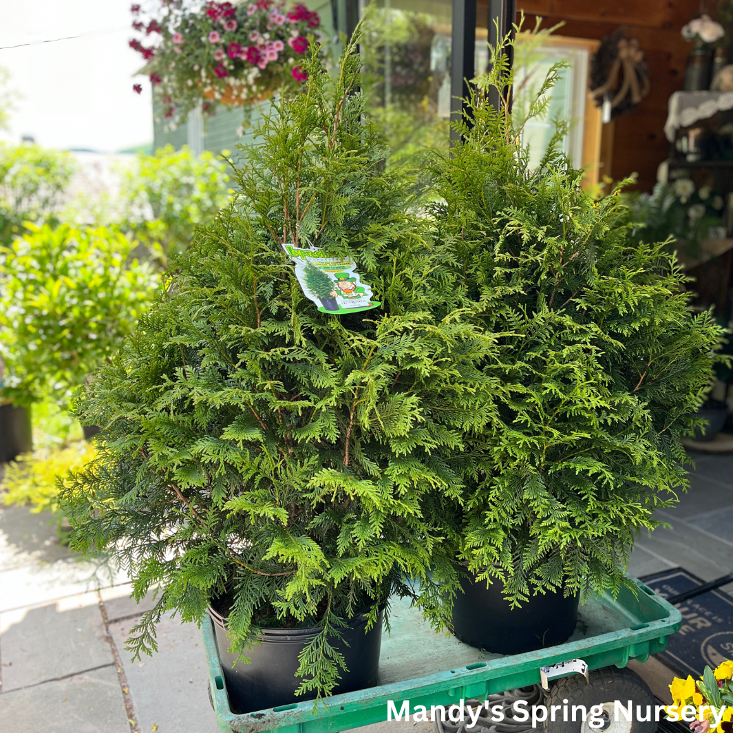 Thuja Plicata 'leprechaun' - View 5 from www redcrocus com